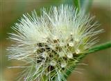 Cypselae with pappus